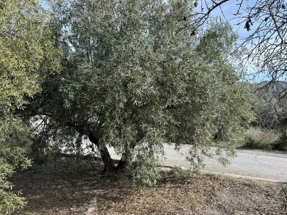 Terreno Urracal Centro 3