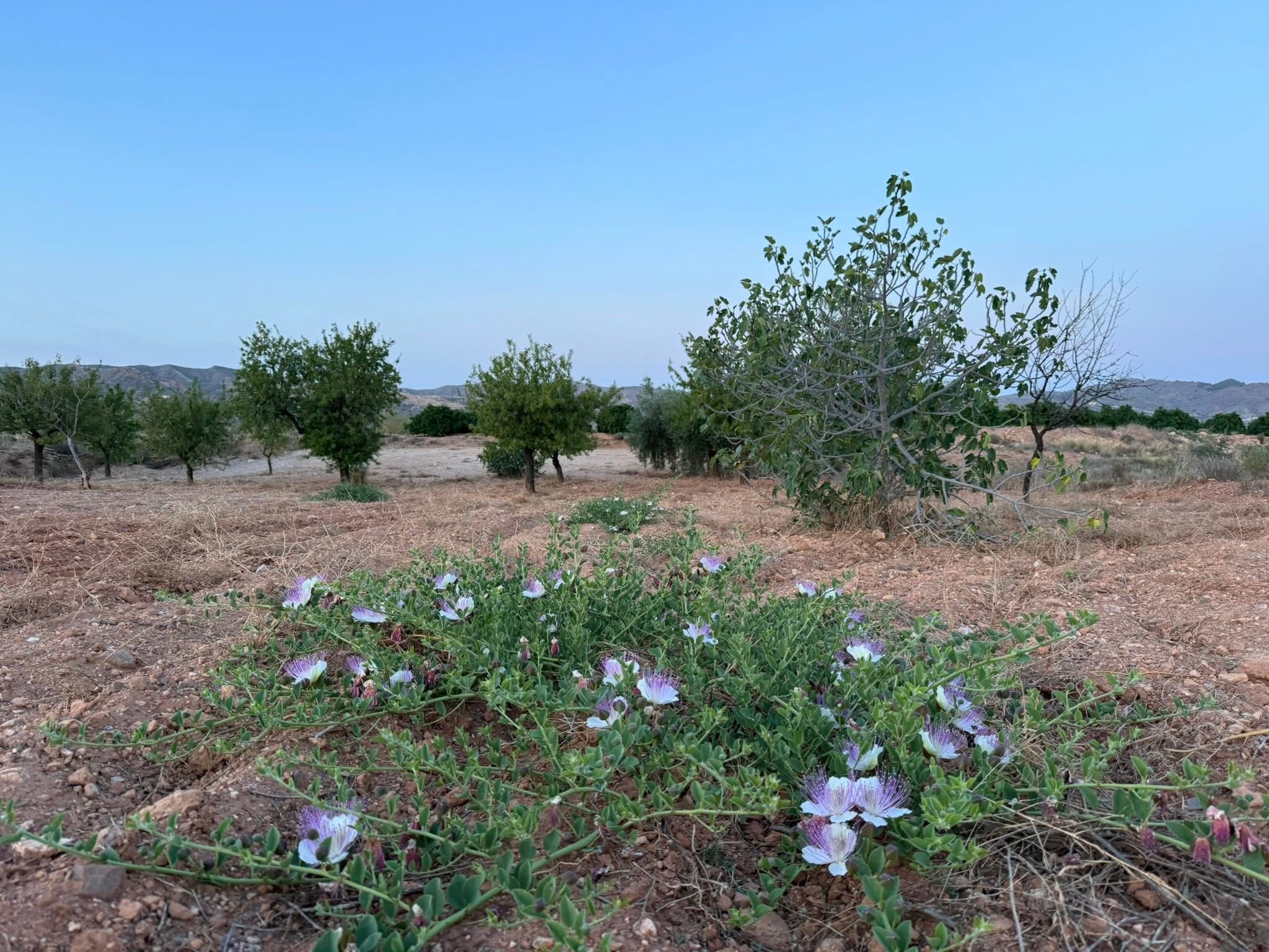 Land for sale in La Aljambra – Albox (Almería) 2