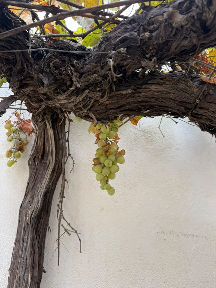 🏡 CORTIJO EN LAS POCICAS - ALBOX (ALMERÍA) ☀️ 2