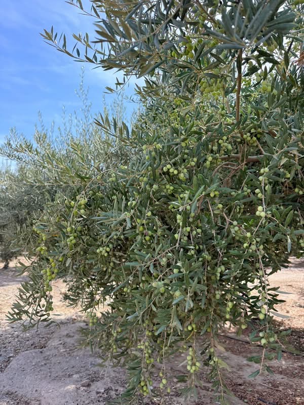 🌿 FINCA AGRÍCOLA EN HUÉRCAL-OVERA · 115.000 € 2